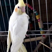 عروس هلندی رام دوستی|پرنده|تهران, باشگاه نفت|دیوار