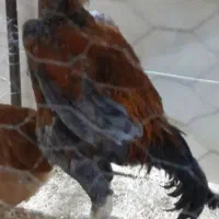 مرغ و خروس لاری دانگ بالا