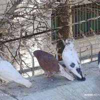 دن کبوتر تار شده ازم پولشو میدم کسی بهم برگردونه