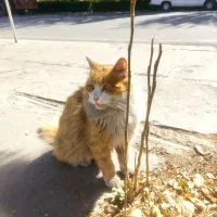 گربه ملوس خانگی