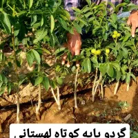 فروش اینترنتی نهال با ارزان ترین قیمت