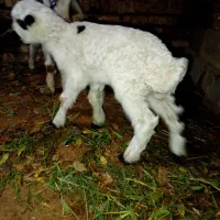 میش بره جوان|حیوانات مزرعه|ایثار, |دیوار