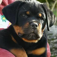 توله روتوایلر صربستانی|سگ|اهواز, زیتون کارگری|دیوار