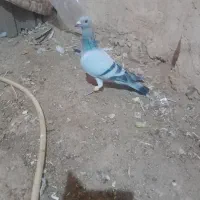 کبوتر فروشی