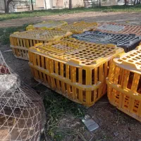 مرغ و خروس محلی|حیوانات مزرعه|هندیجان, |دیوار