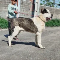 آلابای روسی کائو