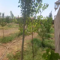 باغ با حصار کامل برق دار ۵۰۰متر|فروش زمین و ملک کلنگی|صوفیان, |دیوار