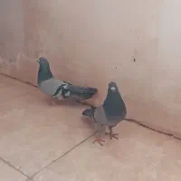 کبوتر|پرنده|سنندج, |دیوار