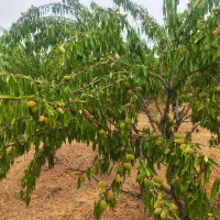 باغ 950متری اجیلی|فروش دفتر صنعتی، کشاورزی، تجاری|خمینی‌شهر, |دیوار