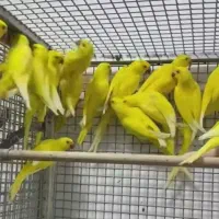 خرید و فروش عروس هلندی