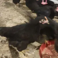 جوجه گلپایگان مرغ خروس سیاه تاقچه 110 روزه جهادی|حیوانات مزرعه|مشهد, ویلاشهر|دیوار