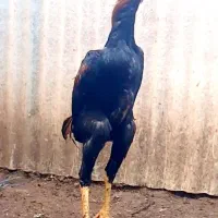 جوجه اوشامو|حیوانات مزرعه|رشت, عینک|دیوار