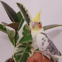 عروس هلندی دستی