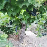 باغچه وباغ درخت انگور در قطعات ۵۰۰ متر چهار دیواری|فروش زمین و ملک کلنگی|رباط‌کریم, انجم آباد|دیوار