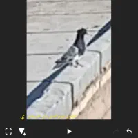 سلام سرسیاه نر فیلم پریندشم