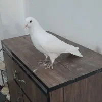 کفتر آس نر سفید و سرور