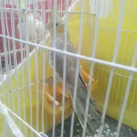 یکجفتعروسهلندیلوتینو|پرنده|تربت جام, اسماعیل آباد|دیوار