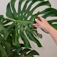 گلدان مونسترا (برگ انجیری)سایز خیلی بزرگ|گل و گیاه طبیعی|تهران, سازمان برنامه جنوبی|دیوار