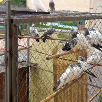 تعدادی  حیوان خوب و اصیل قیمت ۲۰۰