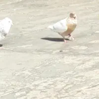 ی سینه زرد ماده گمشده