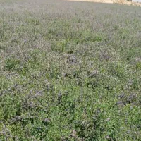 یونجه پرس