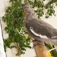 عروس هلندی نر|پرنده|تهران, جوادیه تهرانپارس|دیوار