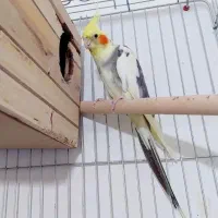 عروس هلندی جفت