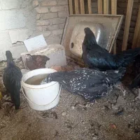 مرغ گلین جوان|حیوانات مزرعه|باسمنج, |دیوار