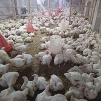 مرغ گوشتی زنده|حیوانات مزرعه|گوراب زرمیخ, |دیوار