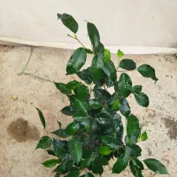 انواع گل بنجامین ابلق بلک لیمویی در چند سایز|گل و گیاه طبیعی|مرودشت, استادیوم‎|دیوار