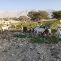 بز و کهره|حیوانات مزرعه|بستک, |دیوار