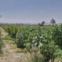 ویلا