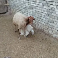 کوسفند. و.  نره.   مطفل