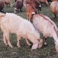 بز سانن نر دو دندان سلفن برای نگهداری ونسل گشی|حیوانات مزرعه|اردبیل, |دیوار