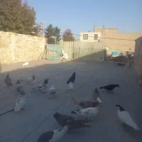 با سلام دورد به عشق با،ان|پرنده|محمدیه-قزوین, |دیوار