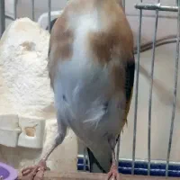 سهره نر