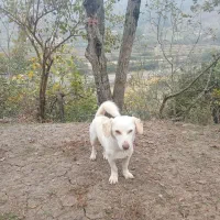 سگ پا کوتاه|سگ|تالش, هشتپر|دیوار