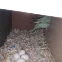 قفس بزرگ عروس مولد