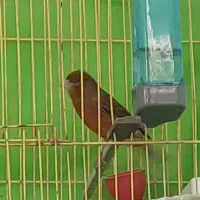 قناری سوخته مست