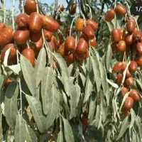 پیش فروش نهال سنجد حاج حسین