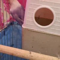 پابلو برزیلی|پرنده|اسلامآباد غرب, |دیوار