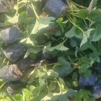 فروش نهال توت فرنگی پاروس|خدمات باغبانی و درختکاری|مریوان, |دیوار