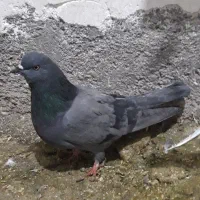 کبوترای اصیل قیمت تومتن نوشتم بخانید