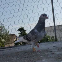 کبوتر|پرنده|گنبد کاووس, |دیوار