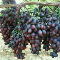 نهال انگور بادام انار انجیر