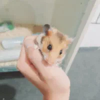 همستر کمپل|موش و خرگوش|اراک, |دیوار