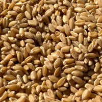گندم بذری|گل و گیاه طبیعی|کارون, |دیوار