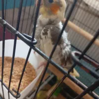 عروس هلندی دو ماهه ابلغ