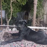 کنکوسو آموزش دیده فول کیفیت|سگ|کرمان, |دیوار