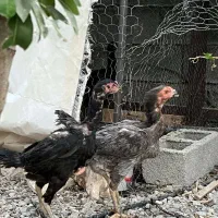 مرغ لاری تخمگذار